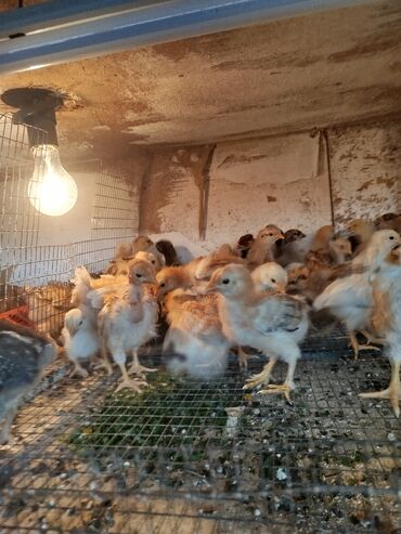 А/ч жаныбарлары үчүн тоюттар: Продаю цыплят им 1 месяц есть разные породы