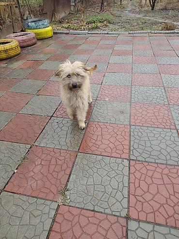 Продажа собак: 7 месяцев, Самец at lalafo.kg — 9 Продажа собак: 7 месяцев, Самец — 9