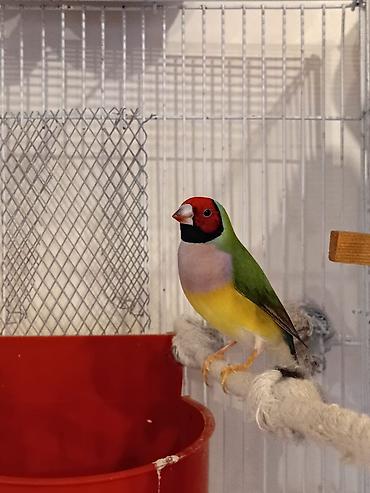 dekorativ quşlar: Məhsul: Gouldian ispinozu (rəngarəng finç) Təsvir: - Nadir və — 1