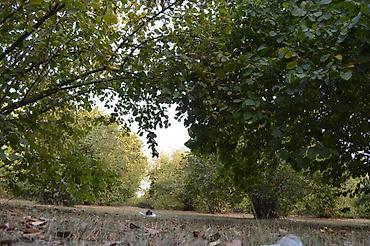 Torpaq sahələrinin satışı: 55 sot, Tikinti, Mülkiyyətçi, Kupça (Çıxarış) — 19