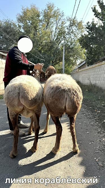 маленькие кролики: Продаю | Овца (самка) | Арашан | Для разведения | Племенные, Котные, Матка — 3