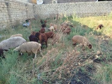 Qoyunlar, qoçlar: Erkək, Qala, il: 2, 20 kq, Damazlıq, Ünvandan götürmə