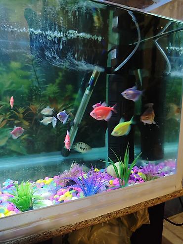 akvaryum filtiri: Dördbucaq akvarium, Balıqlarla birlikdə, 144 l, Ödənişli çatdırılma — 7
