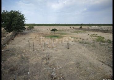 bakixanov qes: 30 sot, Kupça (Çıxarış), Bələdiyyə