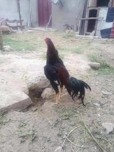 heyrati xoruzdarin satisi: Xoruz, Heyratı, il: 1
