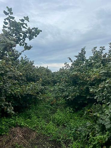 Həyət evləri və villaların satışı: 3 otaqlı, 100 kv. m, Yeni təmirli — 15