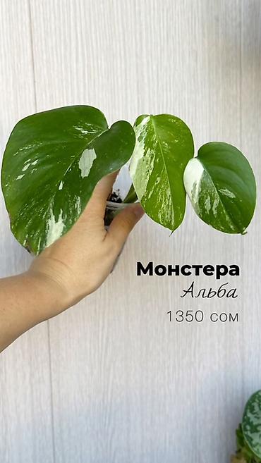 pinky clean бишкек: Комнатные растения в наличии🌿 Как всем известные, так и редкие — 8