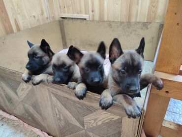 немецкий собака: Продаются щенки бельгийской овчарки (маленуа).С отличной родословной