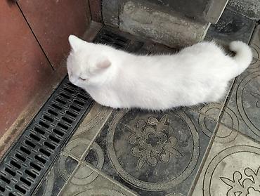 balaca pisik sekilleri: Ağ rəngli, qısa və sıx tüklü pişik. Fotolarda pişiyin yumuşaq, parlaq — 4