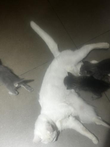фри пир: Котята от домашней кошки

Кому нужны котята 🐈‍⬛ забирайте — 2