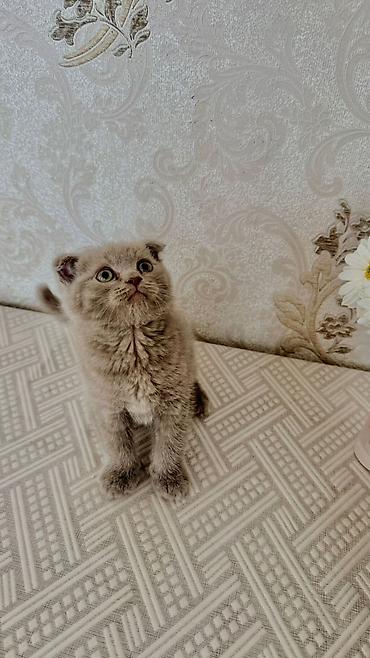 Pişiklər: Britan — 13