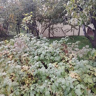 Продажа дач: Дачный участок с садовым домиком и плодовыми деревьями - Участок — 9