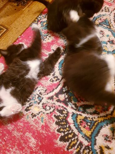 Pişiklər: Məhsul: Ev pişiyi və balası Təsvir: - Şəkillərdə iki pişik görünür — 11