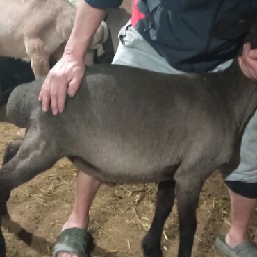 Бараны, овцы: Продаю | Овца (самка), Ягненок, Баран (самец) | Гиссарская, Полукровка, Меринос | На забой, Для разведения, Для шерсти | Племенные, Котные, Кастрированные — 3