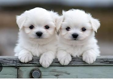 afcarka balası: Maltipoo (Maltese bişon) balaları – ağ, yumşaq və hipoallergen tüklü — 7