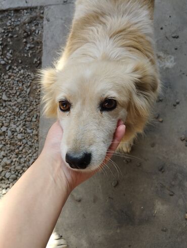 кавказская собака: Собака даром: Дворняжка, 4 года, Самка, С прививкой