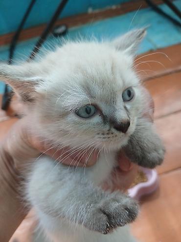 ветеринары: Котята и кошки — домашние любимцы - В помёте есть котёнок с голубыми — 3