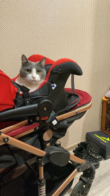 Срочно отдам Кота в хорошие в надежные руки !!! Мурка -4 годика
