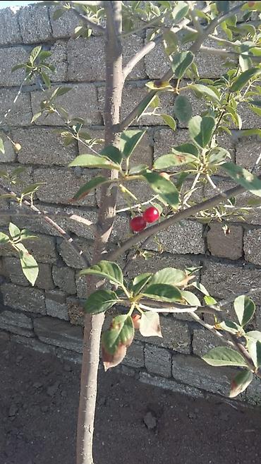 mida satis: 12 sot, Tikinti, Barter mümkündür — 3