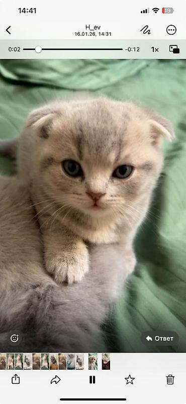 Pişiklər: Britan — 3