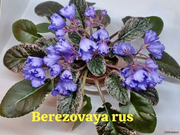 Otaq bitkiləri: 5 — 11