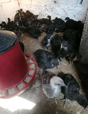 İtlər: Təmiz Qan Alman Avstrolorp 1 Aylıq cücələri.Qiymət 10 Manat Çox