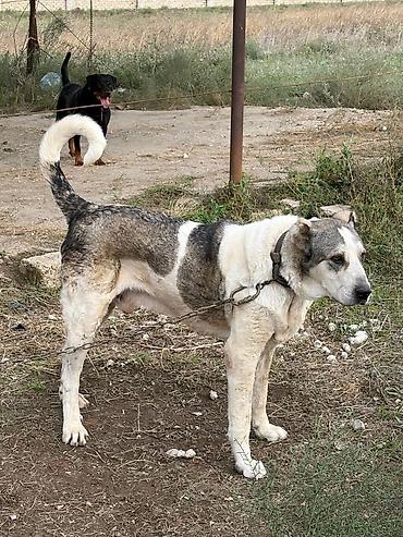 zıvanok itlər: Qurdbasar, 3 il, Erkək, Peyvəndli, Rayonlara çatdırılma — 3