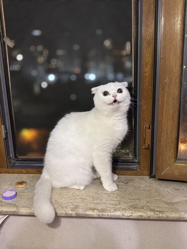 Pişiklər: Şotland, Dişi, Yaxşı əllərə, Pulsuz çatdırılma -da lalafo.az — 8 Pişiklər: Şotland, Dişi, Yaxşı əllərə, Pulsuz çatdırılma — 8