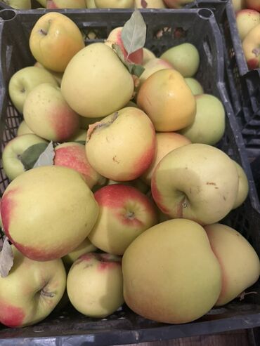 искусственый газон: Яблоки Голден, Оптом at lalafo.kg искусственый газон: Яблоки Голден, Оптом