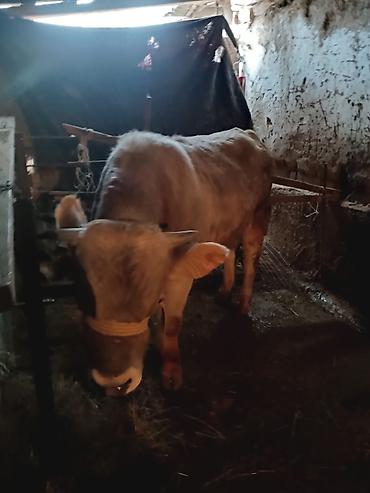 Коровы, быки: Продаю | Бык (самец) | Швицкая — 4