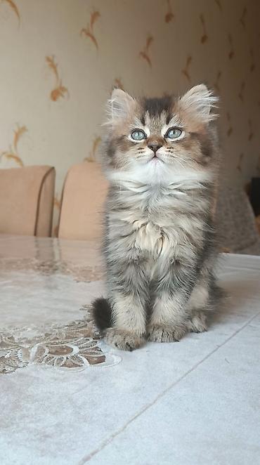 Pişiklər: Britan — 2