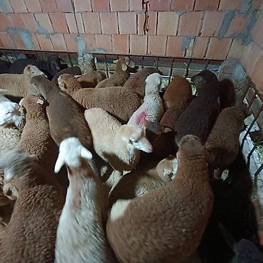 Quzu: Salam aleyküm dişi quzlar205 mantda kom 14 quzdu dişller. erkey — 15