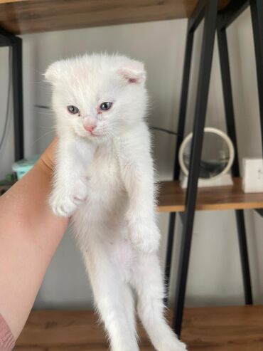 Продажа кошек: Продаются котята шотланской породы at lalafo.kg — 10 Продажа кошек: Продаются котята шотланской породы — 10