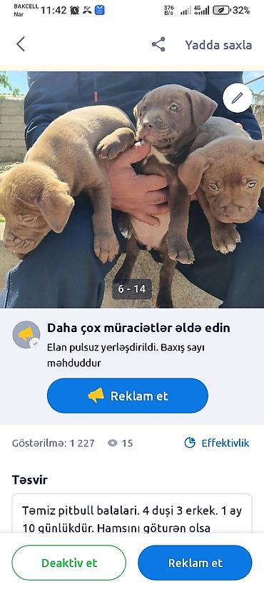 İtlər: Pitbul, 1 ay — 5