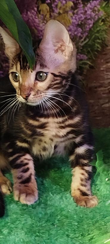 Продажа кошек: Бенгальская, 2 месяца, Мальчик, Черный, Приучена к лотку, Проглистована, С документами — 24