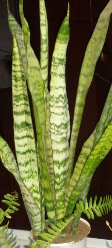 Bitkilər üçün dibçəklər: Bakixanov qəsəbəsi(Razin),Razin talkuçkasına yaxın,gül dibçəkləri — 9