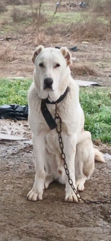 İtlər: Alabay, 8 ay, Erkek, Peyvəndli, Ödənişli çatdırılma — 7