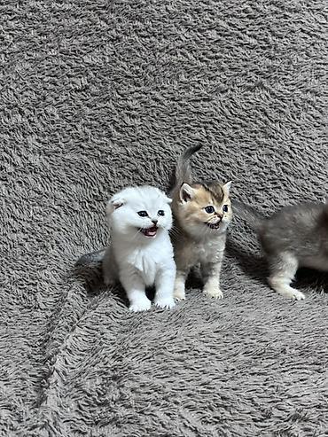 белая вислоухая кошка: Скотиш Фолд (Шотландская вислоухая), 1 месяц, Девочка, Золотая шиншилла, Проглистована — 8