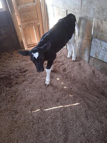 Dana, buzov: Dana, buzov, Dişi, ay: 1, Damazlıq, Ünvandan götürmə — 4