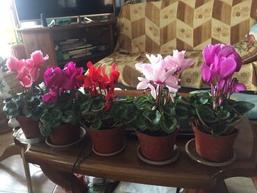 комнатные растения цветы: Продаю цветы Цикламен. Оптовая 400 -сом .сортовая