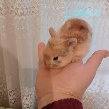 Dovşanlar: Ev dovşanı balaları satılır. Karlik(cırtdan) cinsi. Sağlam və — 35