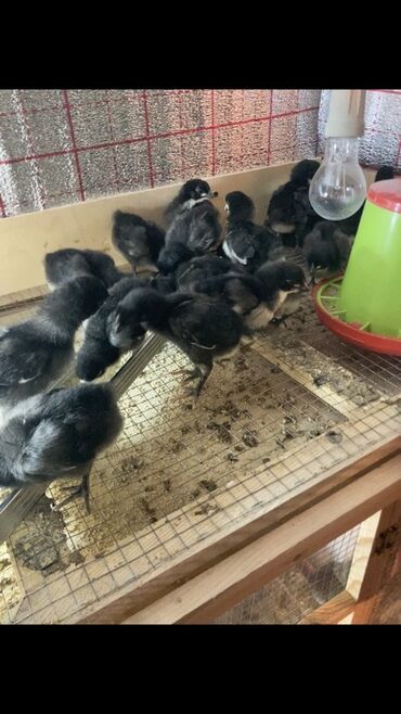 отдам котёнка в добрые руки: Toyuq cücələri, Damazlıq