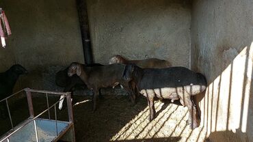 хмонг собака купить: Здравствуйте и ассаламуалейкум! продоются кочкоры возраст 7 месяцев!