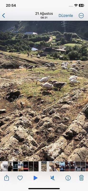 ətin qiyməti: Salam satlıq təbi kənt qazlardı real alcılar əlaqə saxlasın kiloynan — 3