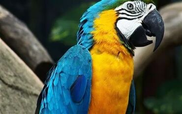 1933 elan | QUŞLAR: Sifarishle Macaws Ara
Yalnizca sifarisle getizdirilir ( xaricden ) p