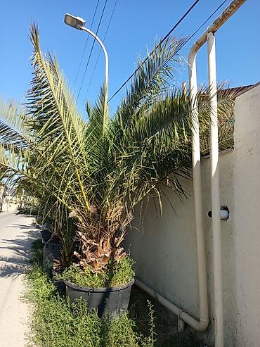 palm angels: Xurma/palma ağacı – böyük ölçülü, qara plastik vannada - Növ — 1