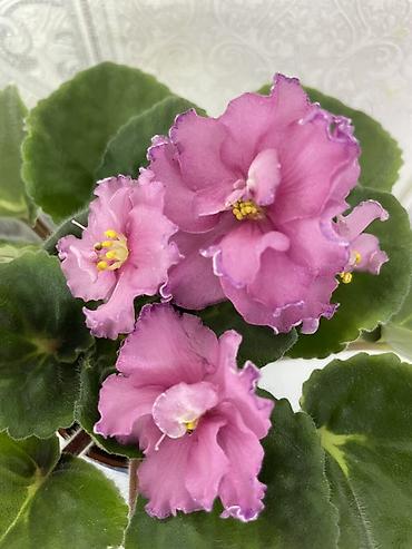 Фиалки и глоксинии: Фиалочки!!! Продам: 1. Укорененные черенки стандартных сортовых — 18