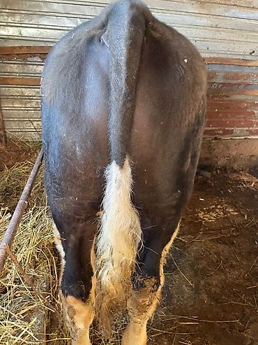 Коровы, быки: Продаю | Корова (самка) | Для молока — 19