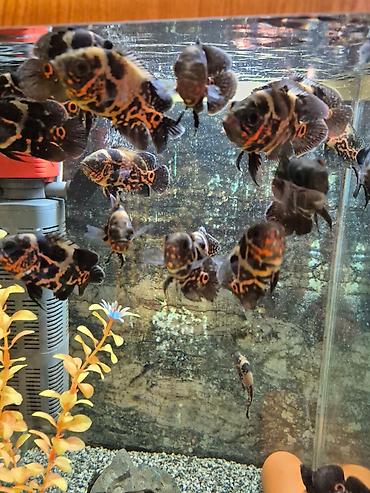 кислород для рыб: Продаю астронотусов (Глазчатый астронотус (Astronotus ocellatus) - — 4