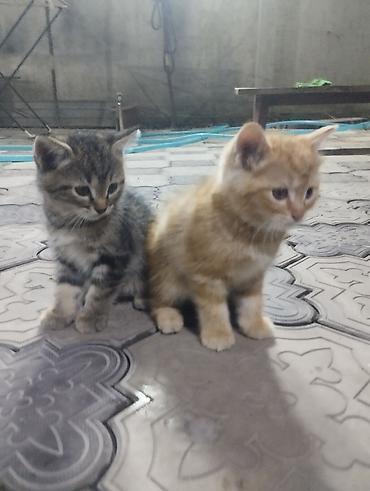 Мышыктар: Котята, домашние. В помёте два малыша: мама шотландская вислоухая — 4
